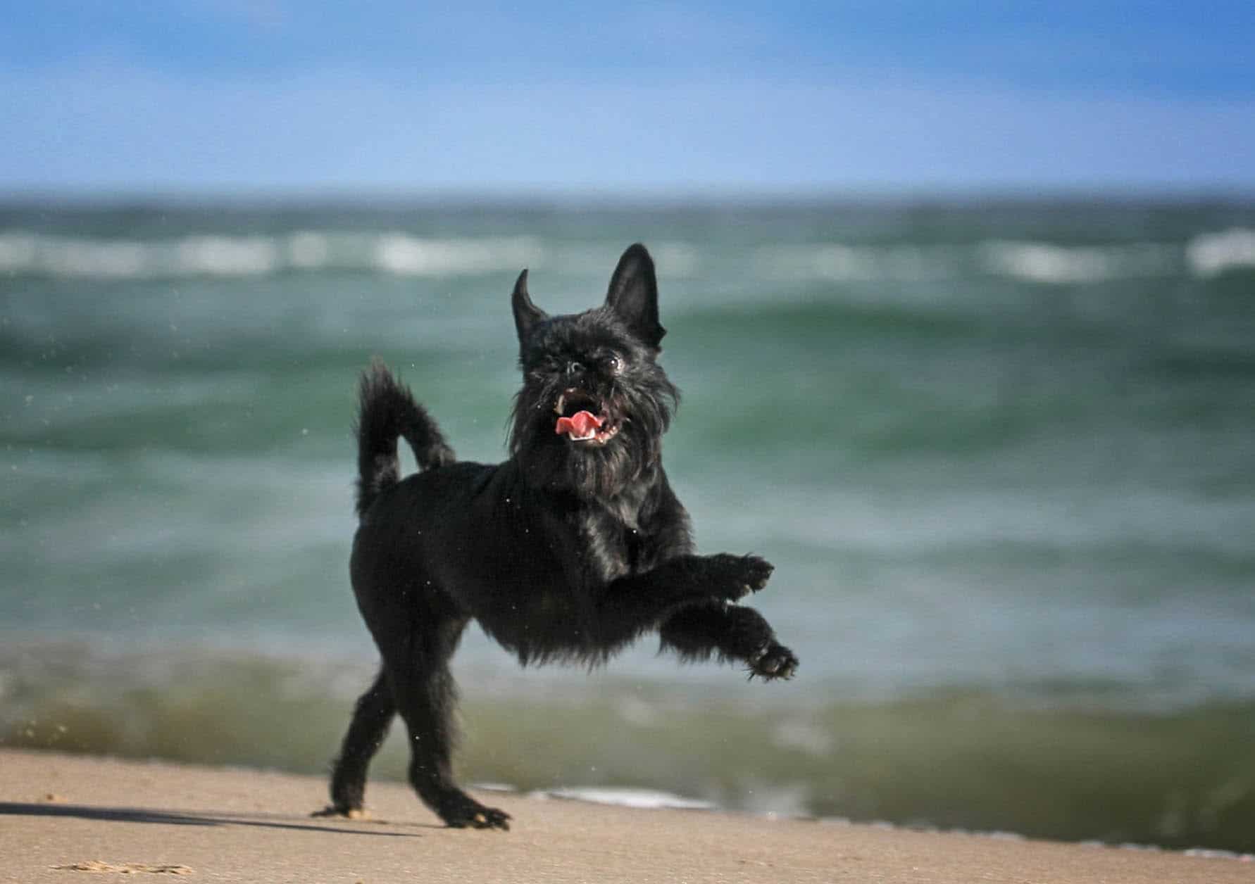 alojamiento-cantabria-perro-negro-corriendo-feliz-playa